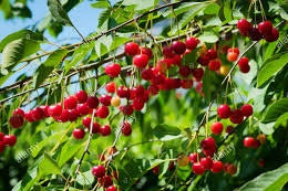 Weichsellikör 19,2 % alk. 200ml