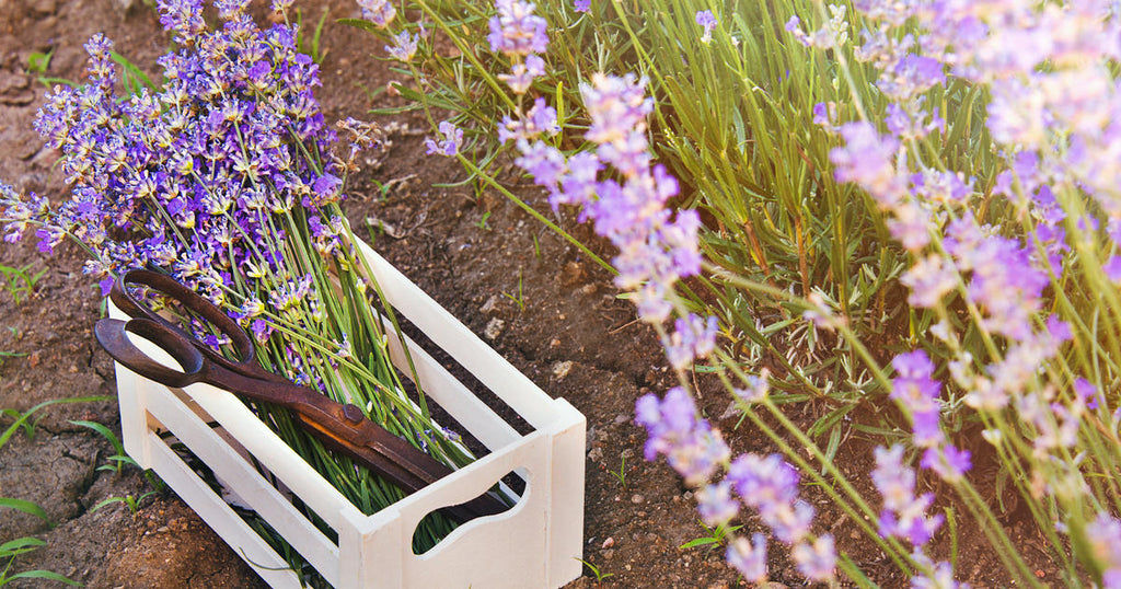 Kräuterhonig mit Lavendel 200g